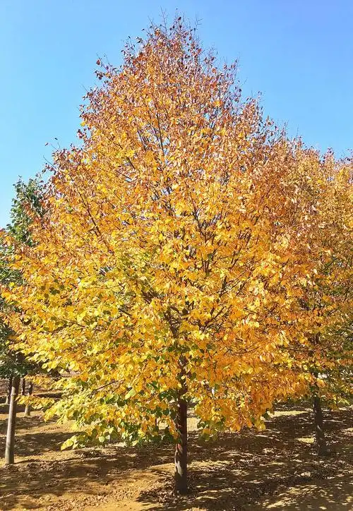 国内外常见椴树品种汇总及介绍