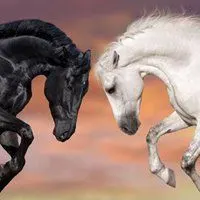 两匹马在跑的头像图片_微信头像图片大全