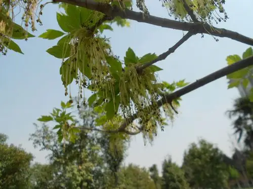 复叶槭 acer negundo l.