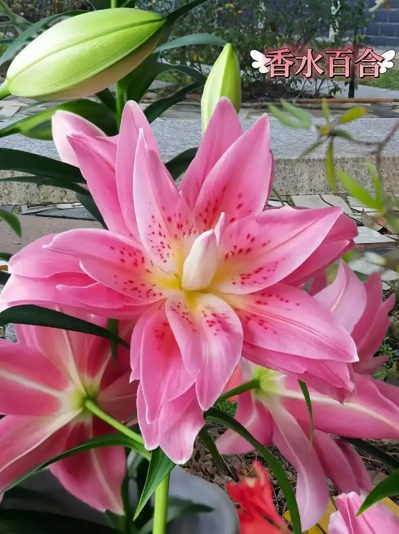 香水百合种球,带牙四季易活,花开散发淡淡的清香