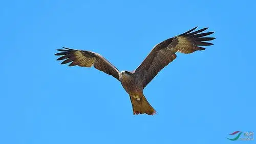 雄鹰展翅