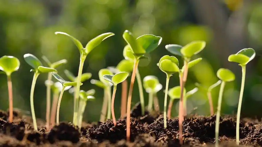 风景大片春天生机萌芽壁纸