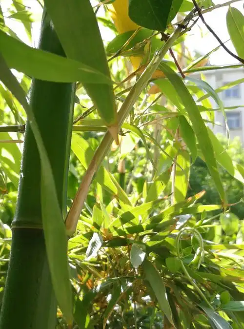 我家小院的青竹