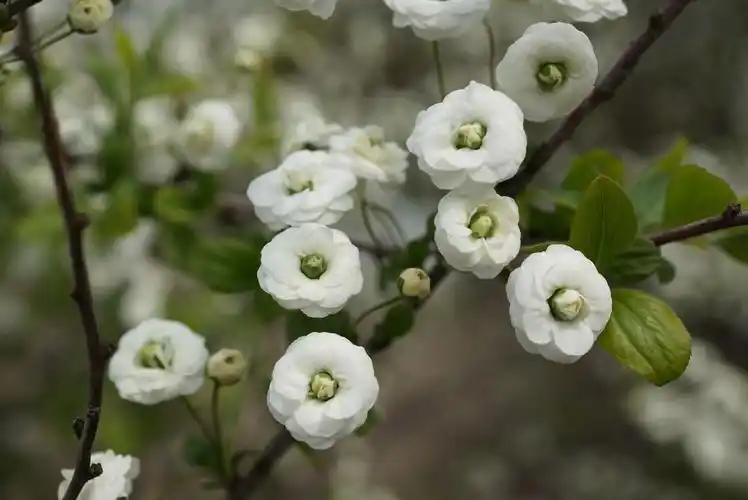 重瓣珍珠绣线菊