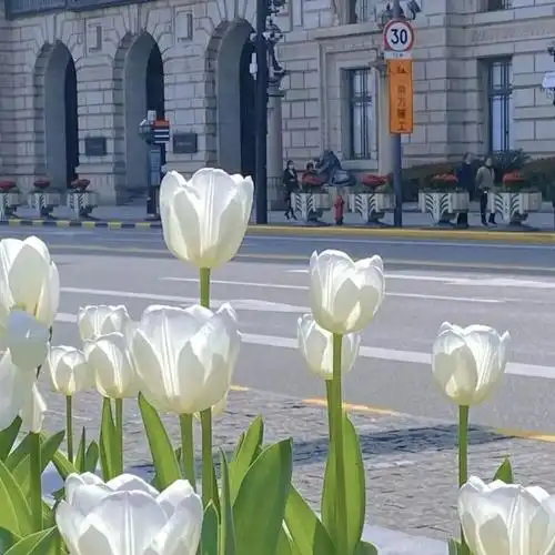 "我的灵魂告诉我,它天生适合爱你" 白色郁金香 朋友圈背景/文案配图