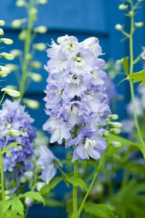 竖图,室外,特写,白天,美景,植物,英国,景观,英格兰,花,花瓣,蓝色,紫色