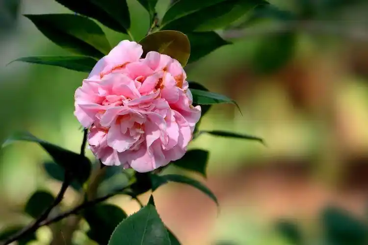 牧童之神(2017茶花园之四十五)