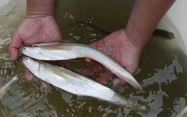 刀鱼价格多少钱一斤