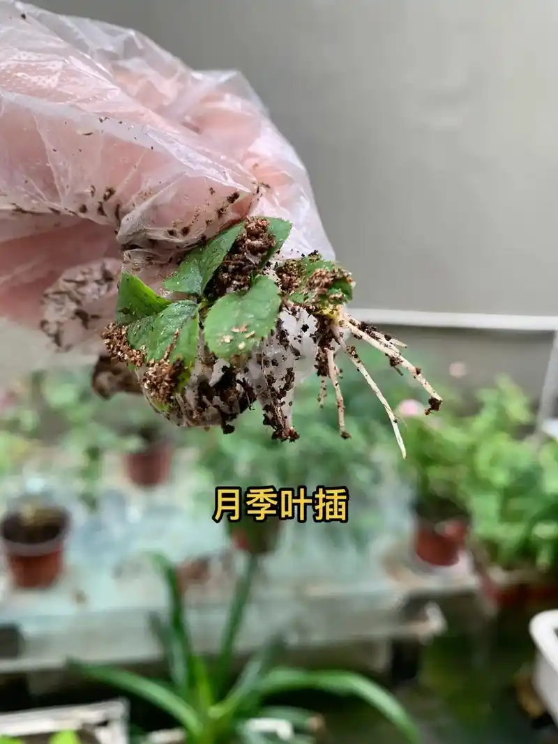 扦插繁殖.月季和绣球真的随手扦插就能活呀!尤其是月季,叶 - 抖音