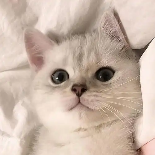 建议养一只"温柔可爱"的银渐层,养了的人都表示不想换猫