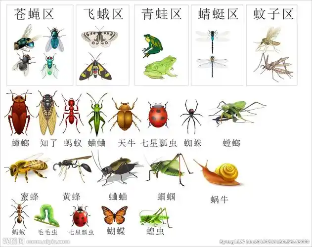 昆虫大汇总图片