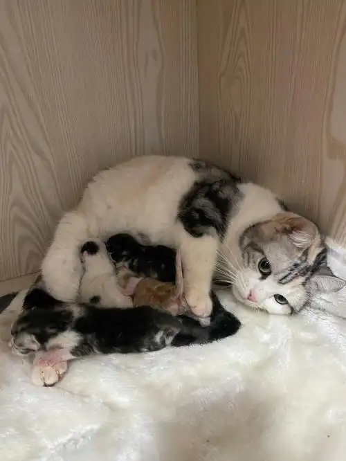 美短 银虎斑加白mm 一只美短 银虎斑加白dd 一只