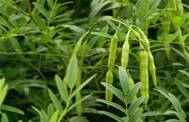 苦参的种植前景