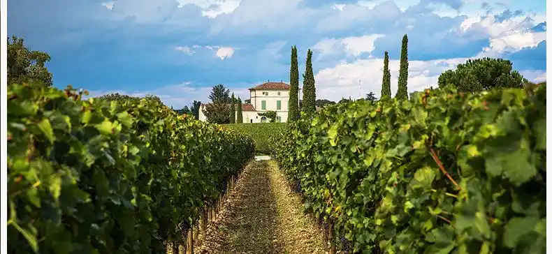勃艮第名庄2016勒桦干白葡萄酒庄domaine leroy bourgogne blanc