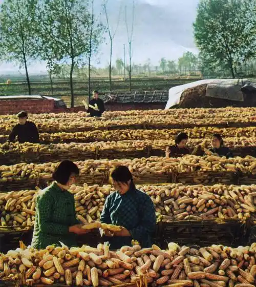 70年代记忆(19)-怀旧图片欣赏_知识青年_革命_劳动