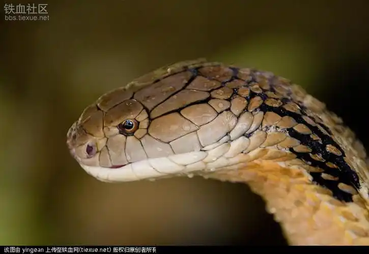 毒蛇之王—眼镜王蛇