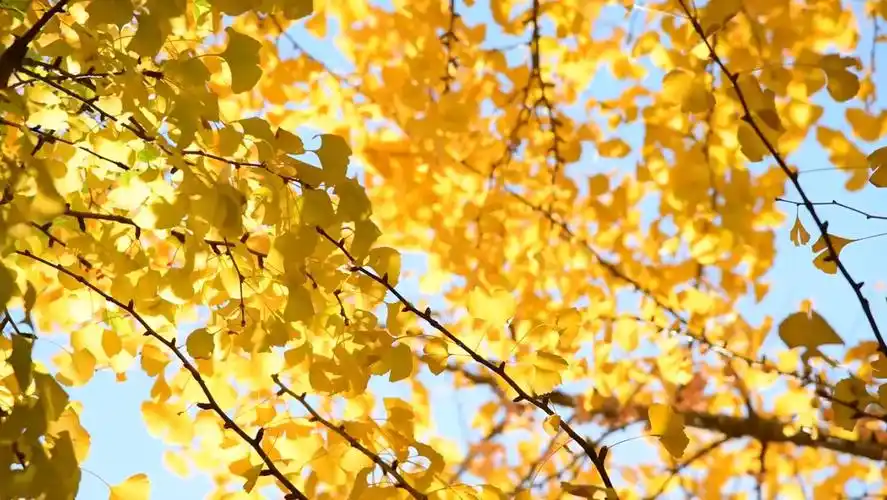 秋天金黄的银杏叶