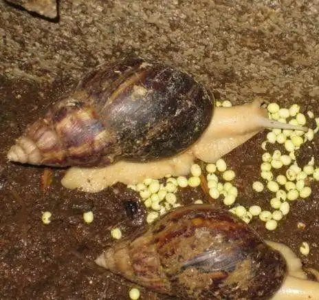 网友路边发现一个藏着"珍珠"的洞,本以为发现宝贝结果却失望!