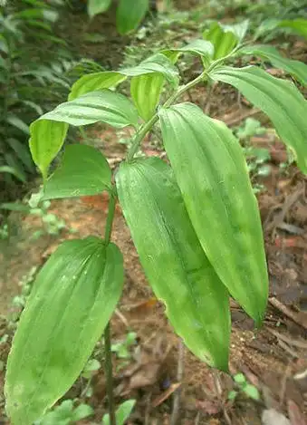 500百年泰山野生黄精鉴赏 - 泰山小毛驴 - 泰山小毛驴