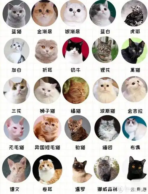 25种猫咪品种大全|我最喜欢的是"橘猫"