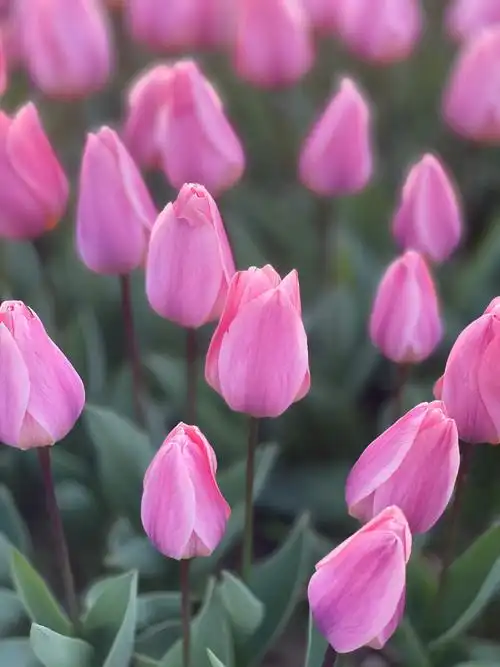 五彩缤纷的郁金香花 - 施彩凤 - 图虫