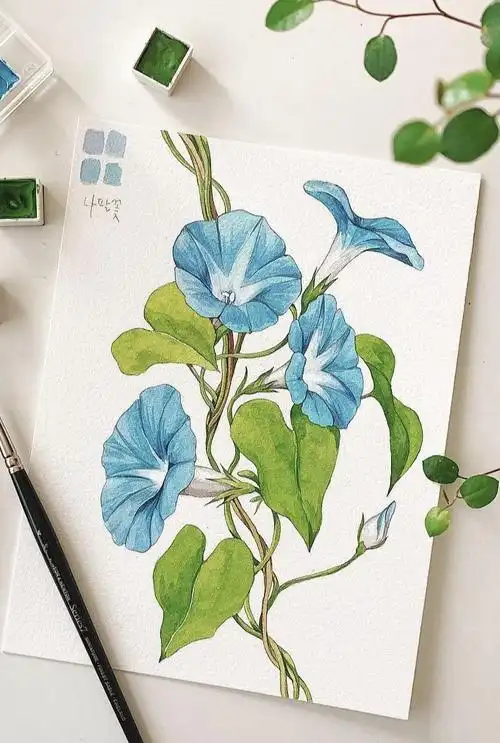 水彩 插画 简约 清新 植物绘画 牵牛花 手绘 - 堆糖,美图壁纸兴趣社区
