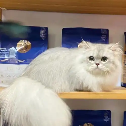 金吉拉小猫预定贴