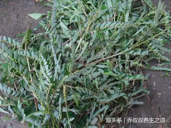 农村随处可见"珍珠草",内治清热解毒,肠炎腹泻,外治毒蛇咬伤