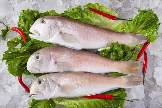 鱼马头鱼海鲜图片