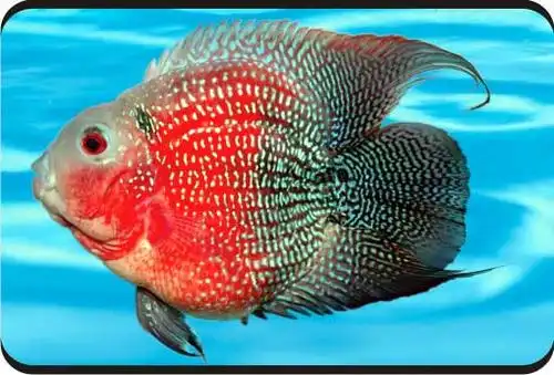 您当前的位置:台湾观赏鱼图库      麒麟鱼   麒麟鱼