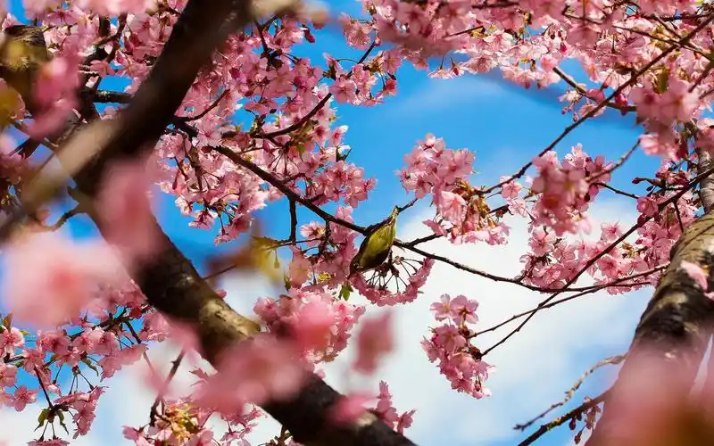 唯美樱花粉色系花朵植物图片高清电脑壁纸图片下载