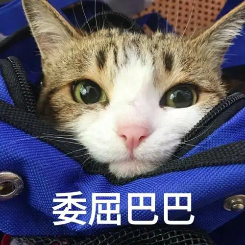 萌宠gif猫星人gif委屈巴巴gif可怜gif呆萌gif可爱gif