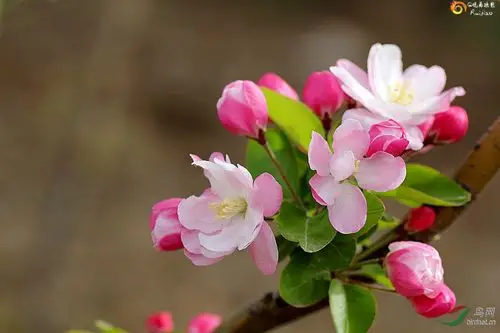 重瓣粉红海棠花