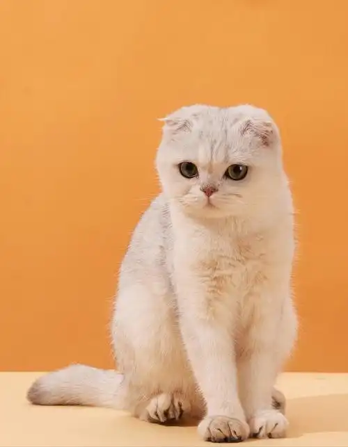 平均寿命:5-10年故乡:英国折耳猫由于天生基因突变,导致两只耳朵曲折