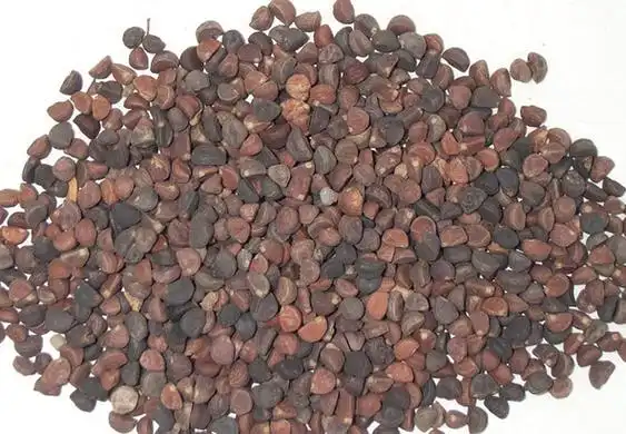 巴豆霜的功效与作用 巴豆霜的药用价值_中药知识_做法,功效与作用