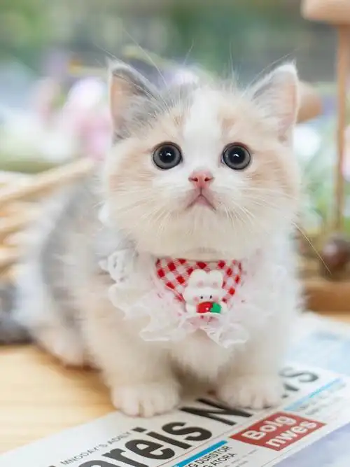 三發矮脚妹妹 这个品种都是小母猫 基因就是这么神奇但是女孩子也这么