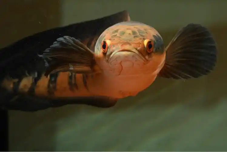 光头流氓之红帝王雷龙鱼!