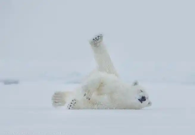 今天图啥##国际北极熊日