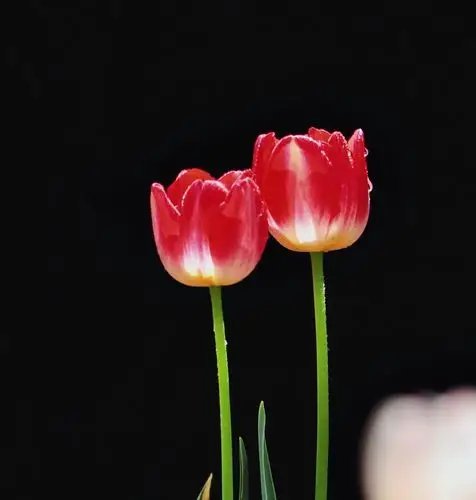 送你一朵郁金香