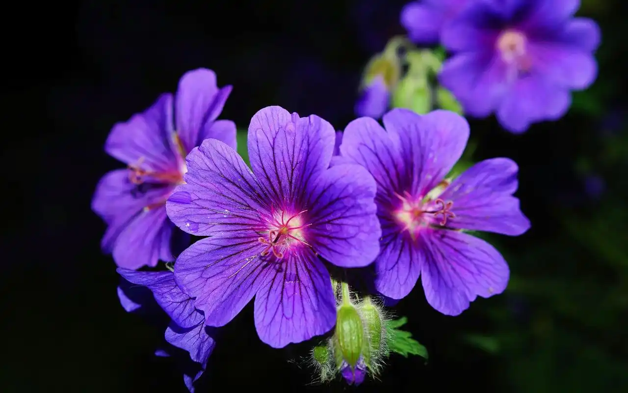 唯美养眼的花卉图片桌面壁纸