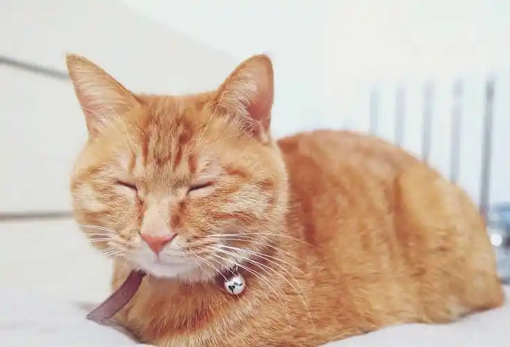 中华田园猫之橘色猫咪-黄狸猫_花猫_食物_中国