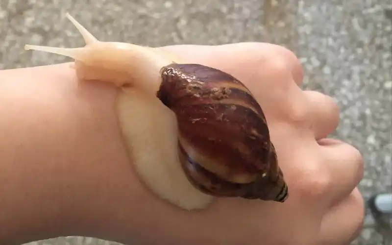 开箱～白玉蜗牛^62_62