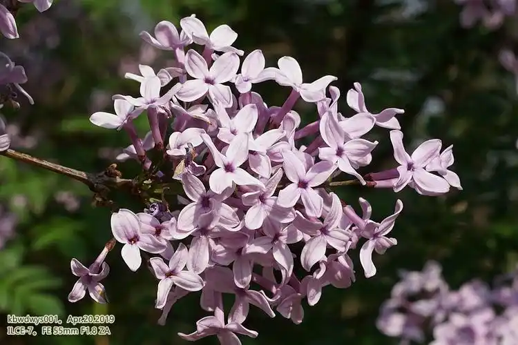 植物影像志裂叶丁香