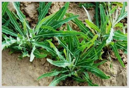 苦苦菜的营养成分