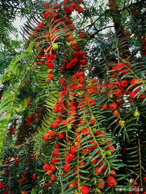 从来不黄叶,人称"长寿树",家中养棵"它",红红绿绿贼好看