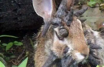 世界上最恐怖兔子:肿瘤兔(脸上长满黑色肿瘤)