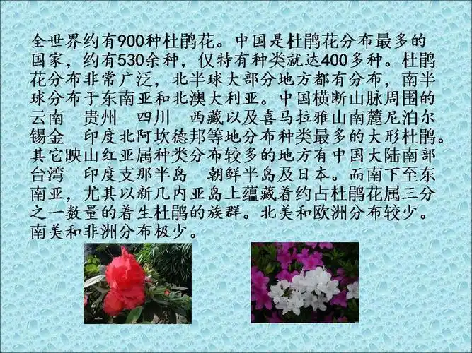 杜鹃花集(2)