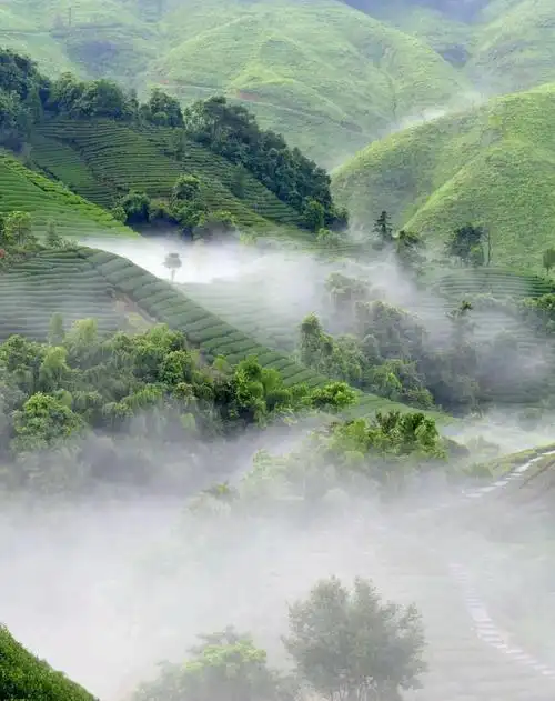 当然,大自然的造化,离不开风调雨顺的气候催化.