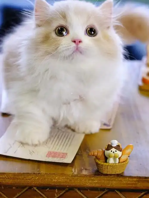 精品乳白拿破仑长毛矮脚猫