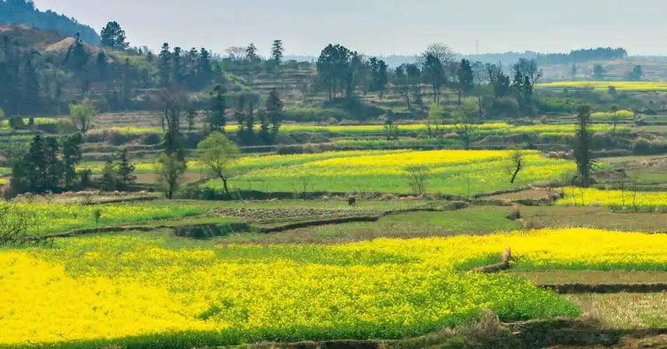 (首发)江南的春天